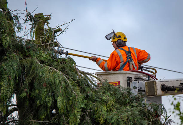 How Our Tree Care Process Works  in  Saluda, SC